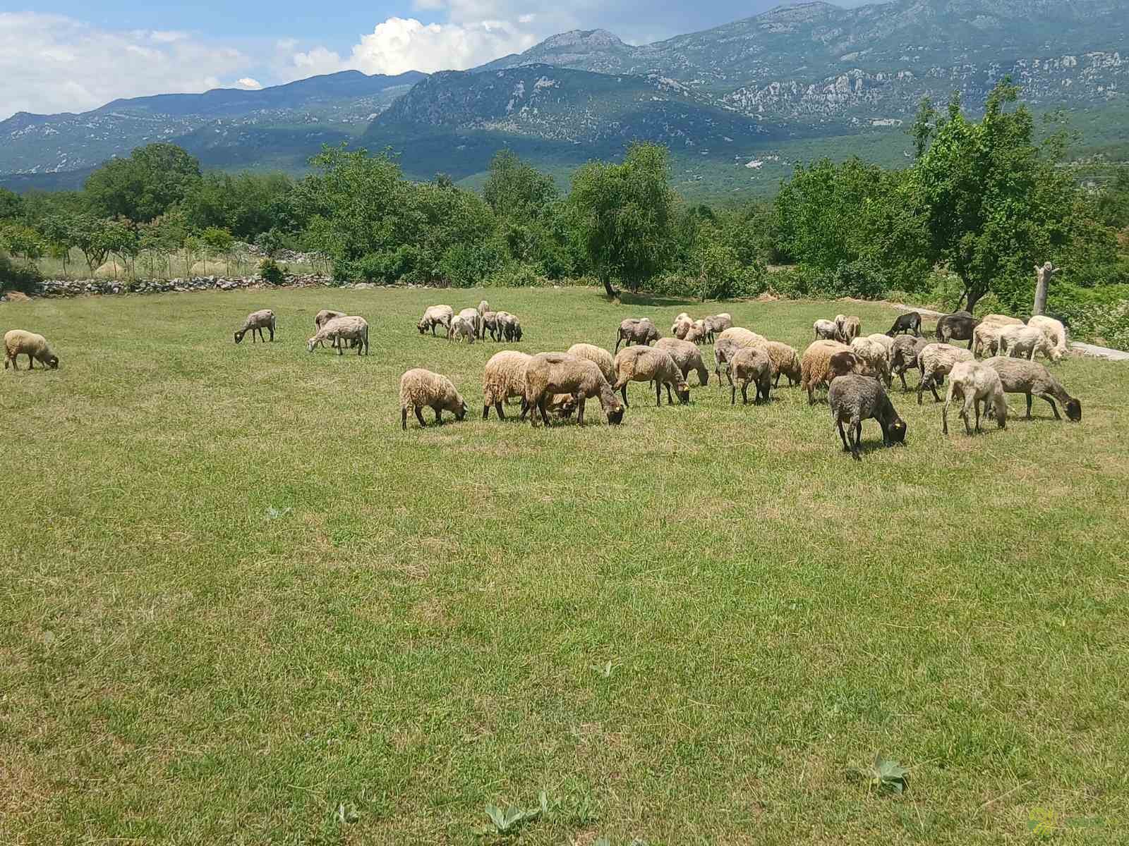 https://api.seljak.me/api/storage/posts/f5bd04da-0ada-4e80-abd7-4b90204975d6.jpg