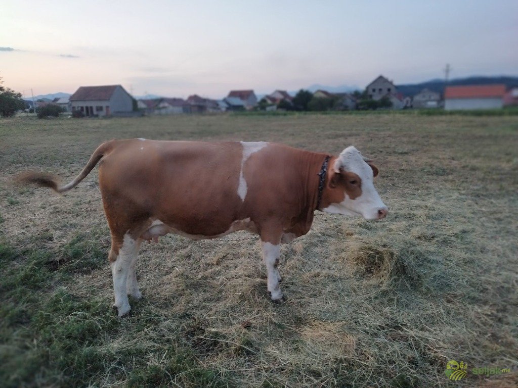 https://api.seljak.me/api/storage/posts/f80517d8-1a05-448b-ad9d-06cd8fb463c4.jpg