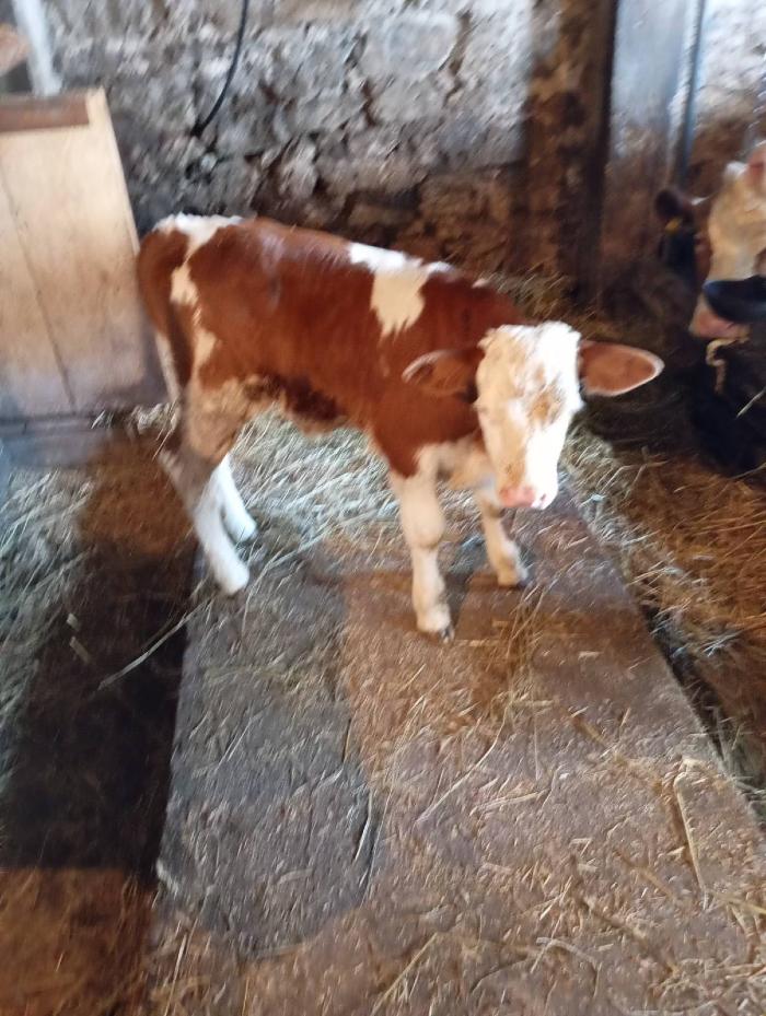 https://api.seljak.me/api/storage/posts/kX9kpIsoLIZ0GlK6Xzg5.jpg