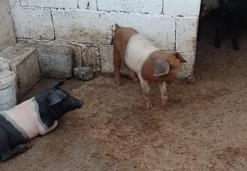 https://api.seljak.me/api/storage/posts/npBtaz51aX8gaBSnoGuH.jpg