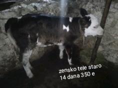 https://api.seljak.me/api/storage/posts/q6We2cMwrSH6ZBUeMyFx.jpg