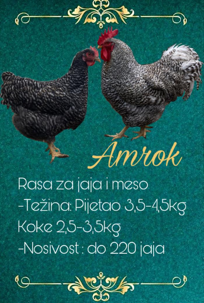 https://api.seljak.me/api/storage/posts/snBPArHn1GegEHzhrw5m.jpg