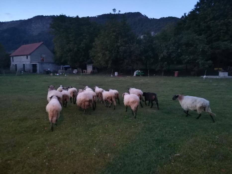https://api.seljak.me/api/storage/posts/y3hzLbpOhTVjy1ffFSk0.jpg
