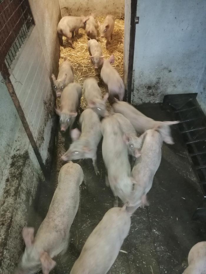 https://api.seljak.me/api/storage/posts/zG6QIz83m9XZ1LS6S6HR.jpg