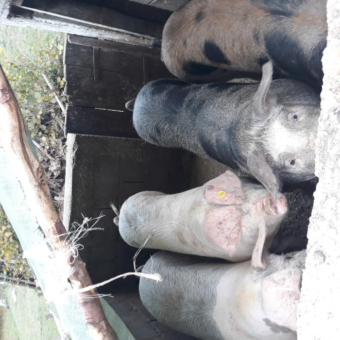 https://api.seljak.me/api/storage/posts/zr4ttaBhsIUjhhK80mY9.jpg